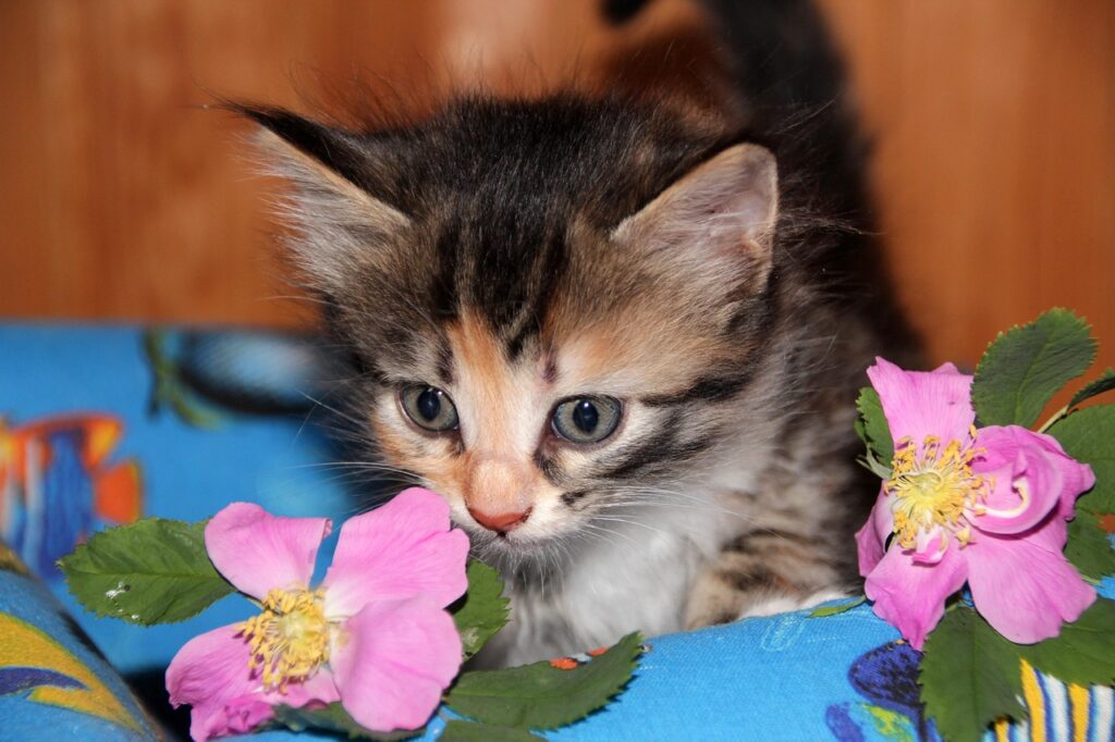 adoptar un gatito 201 Martín