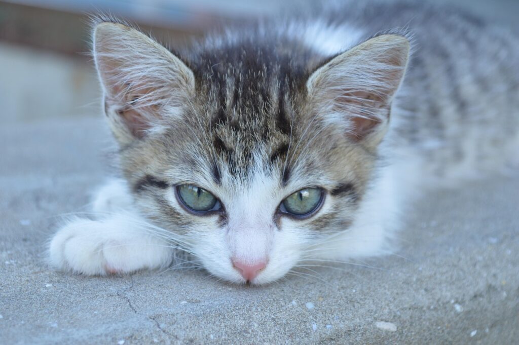adoptar un gatito 202 Peter