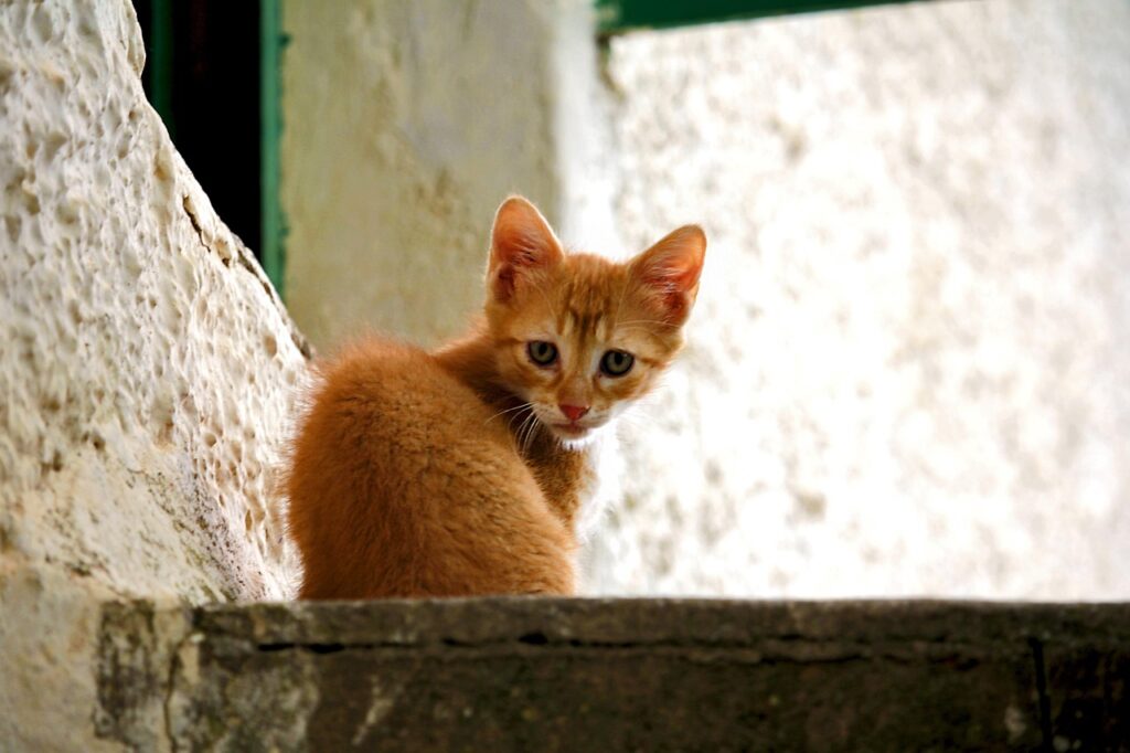 adoptar un gatito 203 Pelu