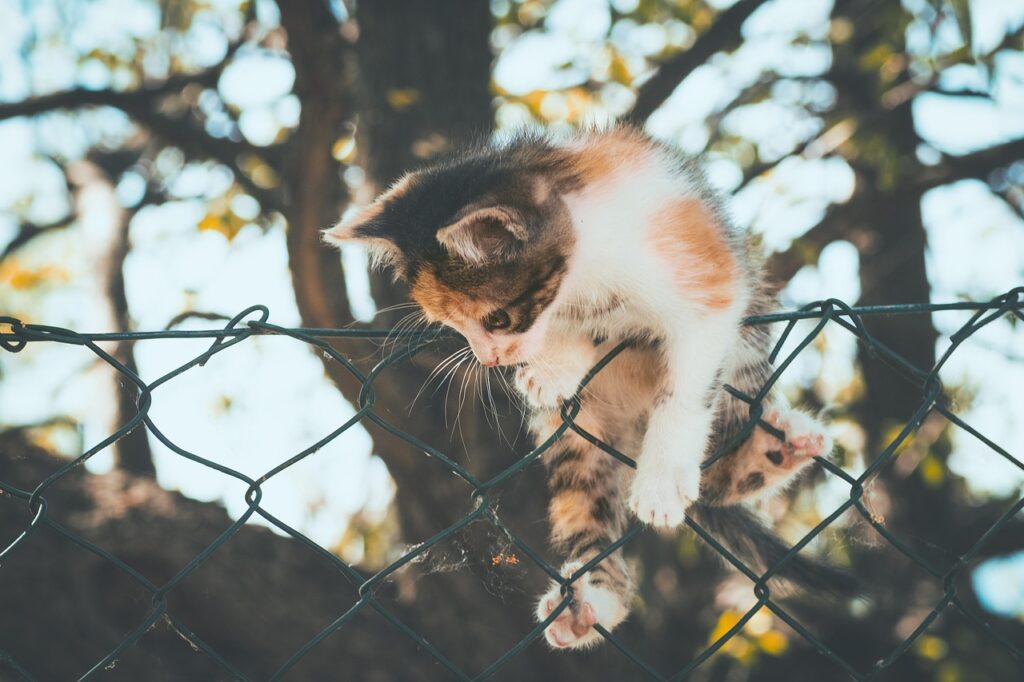 adoptar un gatito 206 Loli