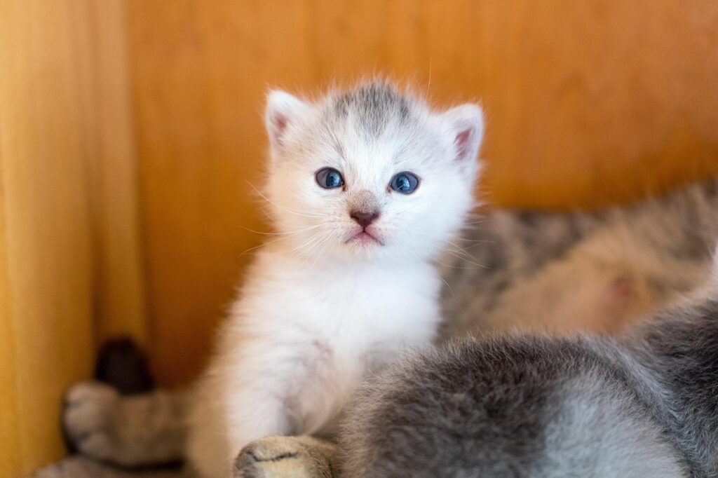 adoptar un gatito 208