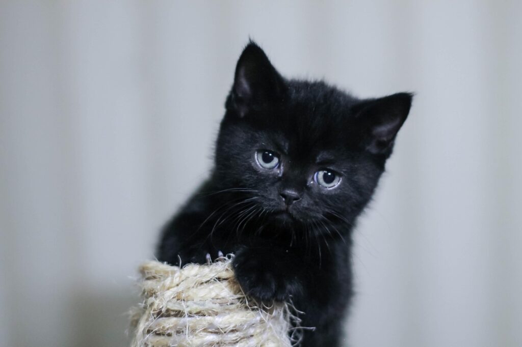 adoptar un gatito 209 Lucky