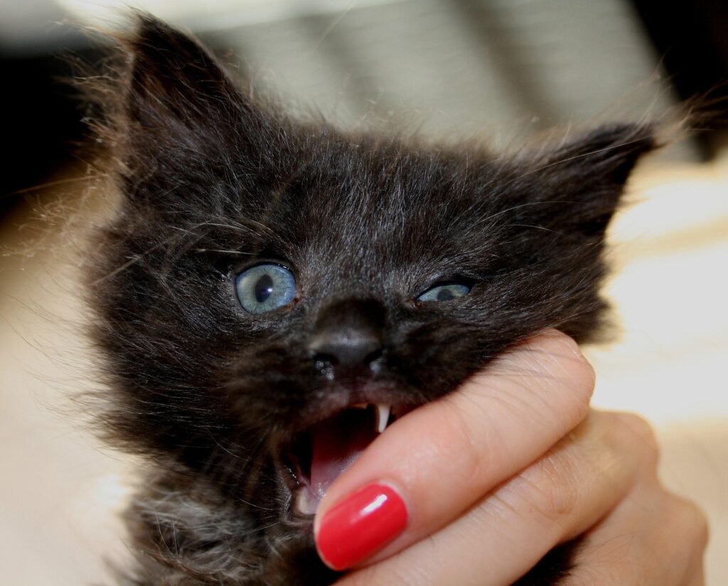 adoptar un gatito 212 Choko