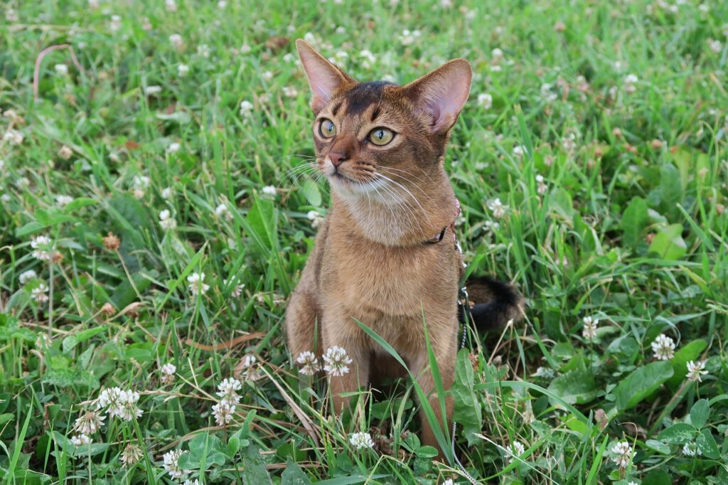 adoptar un gatito 217 Cuki